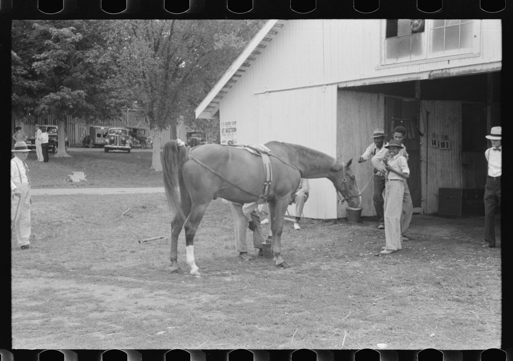 [Untitled photo, possibly related to: Elaborate preparations are made for entries in Shelby County Horse Show and Fair…