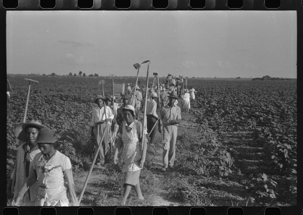 Hopson Plantation, near Clarksdale, Mississippi Delta, Mississippi. Sourced from the Library of Congress.