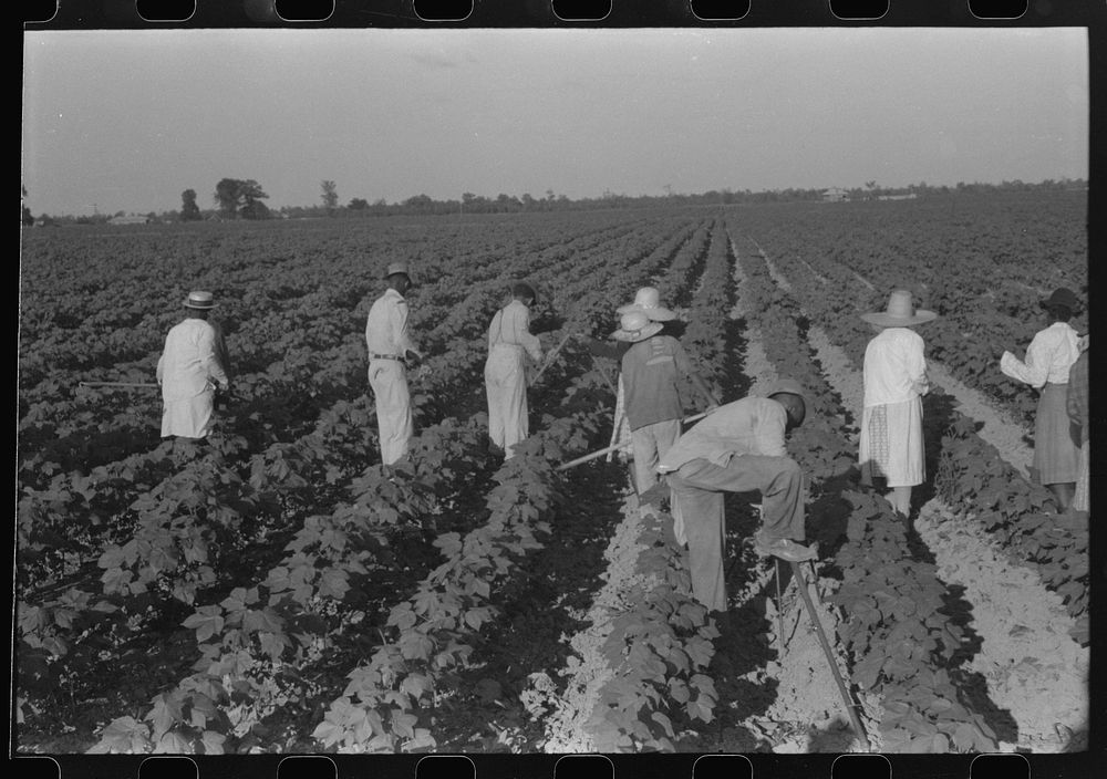 [Untitled photo, possibly related to: Hopson Plantation, near Clarksdale, Mississippi Delta, Mississippi]. Sourced from the…