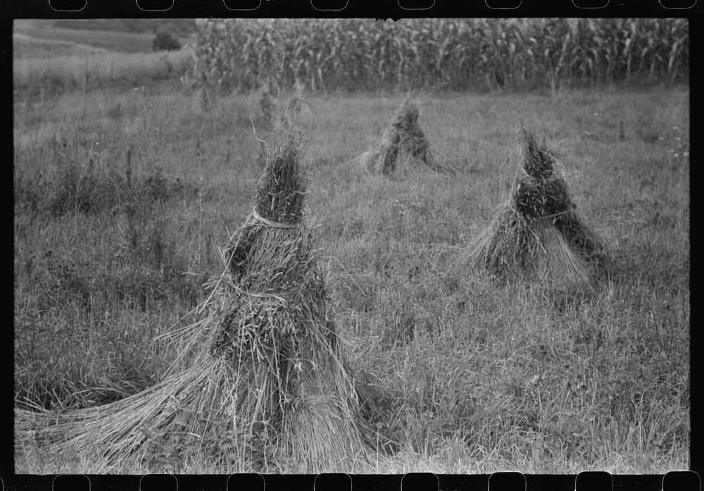 Orchard grass ready to be threshed. Oldham County, Kentucky. Sourced from the Library of Congress.