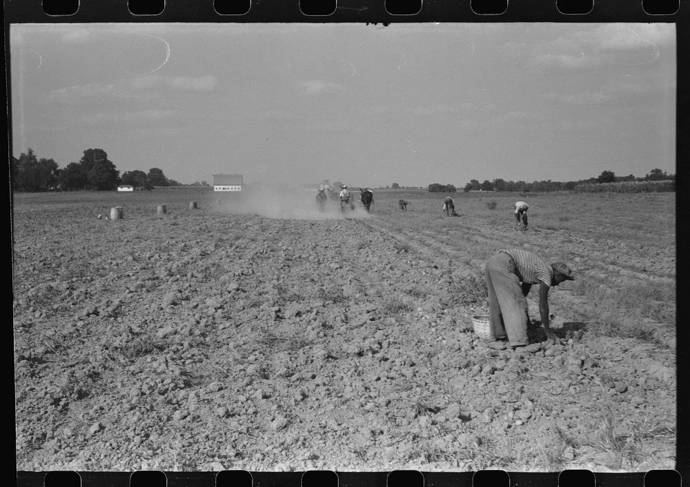 [Untitled photo, possibly related to: Harvesting potatoes, Jefferson County, Kentucky]. Sourced from the Library of Congress.