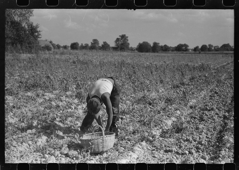 [Untitled photo, possibly related to: Harvesting potatoes, Jefferson County, Kentucky]. Sourced from the Library of Congress.