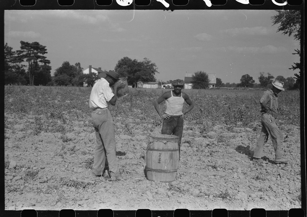 Harvesting potatoes, Jefferson County, Kentucky. Sourced from the Library of Congress.