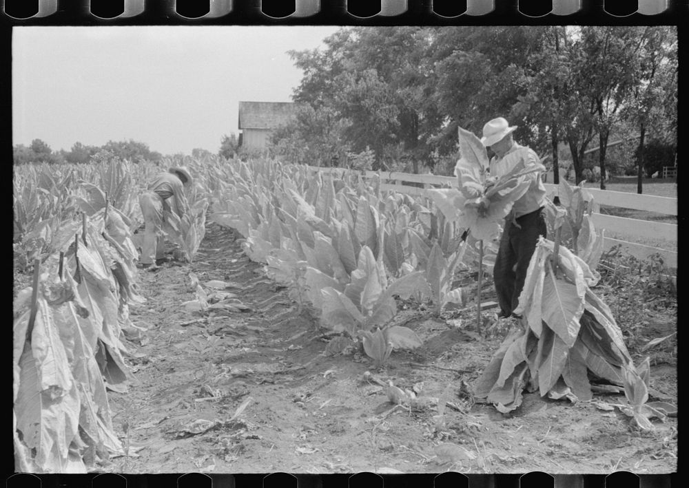 Farmers cutting tobacco and putting it on sticks to wilt before taking it to barn for drying and curing. In region between…