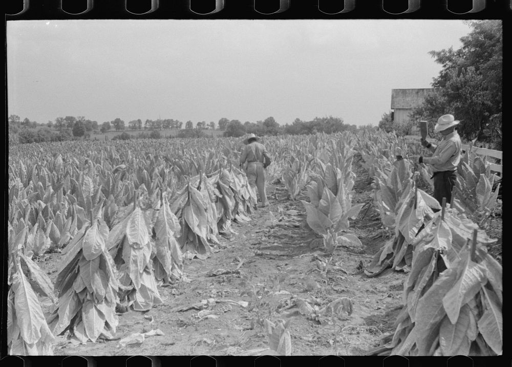 [Untitled photo, possibly related to: Farmers cutting tobacco and putting it on sticks to wilt before taking it to barn for…