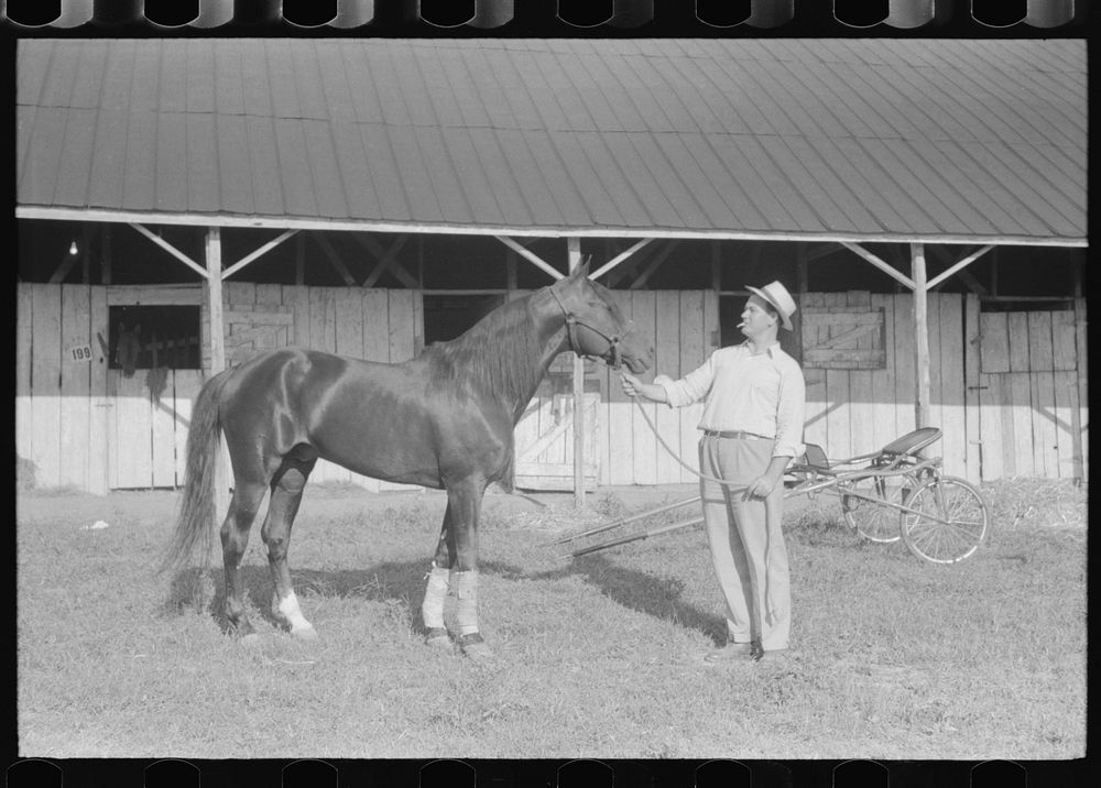 Winner Shelby County Horse Show Free Photo rawpixel