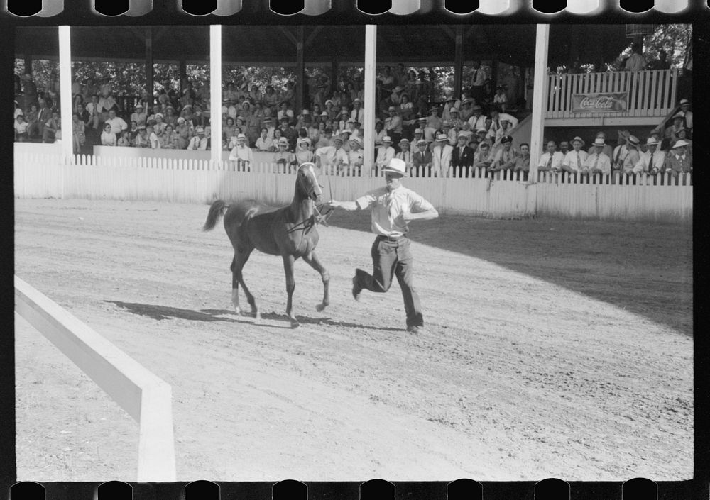 Enties in the Shelby County Horse Show and Fair. Shelbyville, Kentucky. Sourced from the Library of Congress.