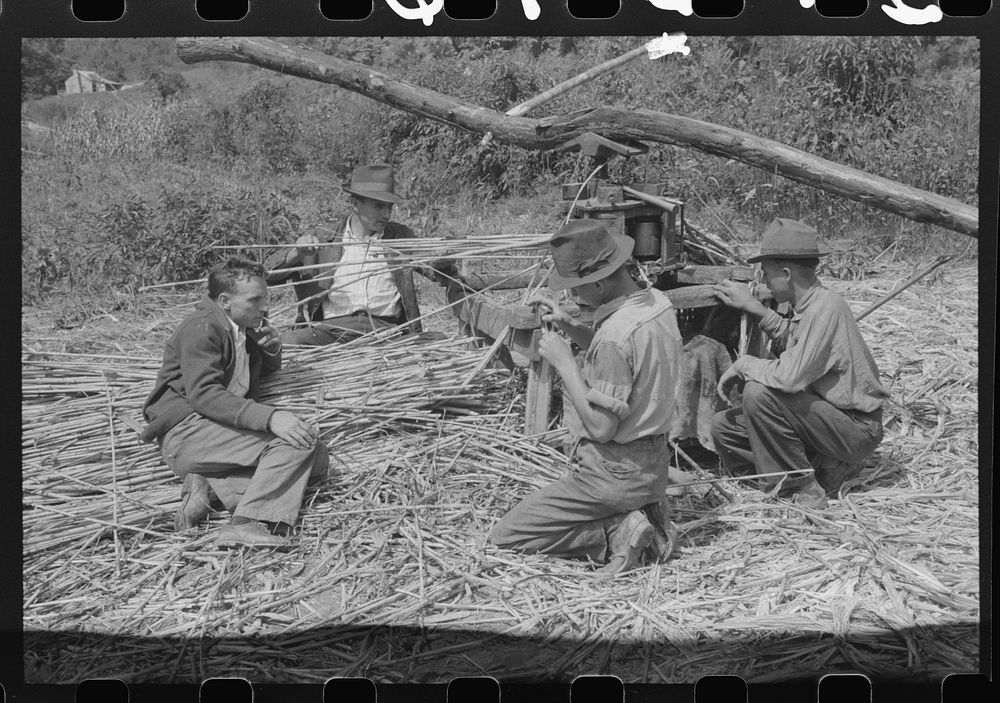 [Untitled photo, possibly related to: Ginning the sorghum cane to make syrup. At a mountaineer's home on the road between…