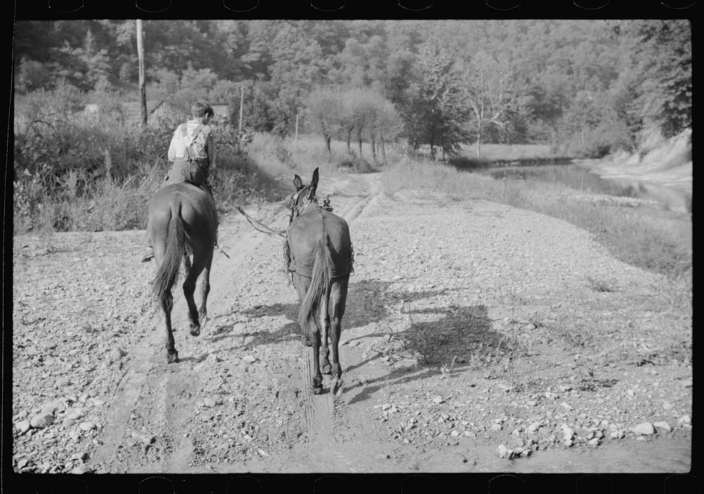 Mountaineer's son leading home a mule down the creek bed in the evening. Breathitt County, Kentucky. Sourced from the…