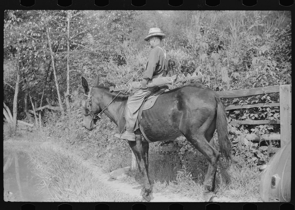 Mountaineer going home on muleback up Burton's Fork of the Kentucky River. Kentucky. Sourced from the Library of Congress.