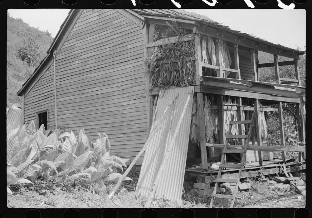 [Untitled photo, possibly related to: Tobacco hung up to dry on porch of mountaineer's cabin. Near Jackson, Kentucky].…