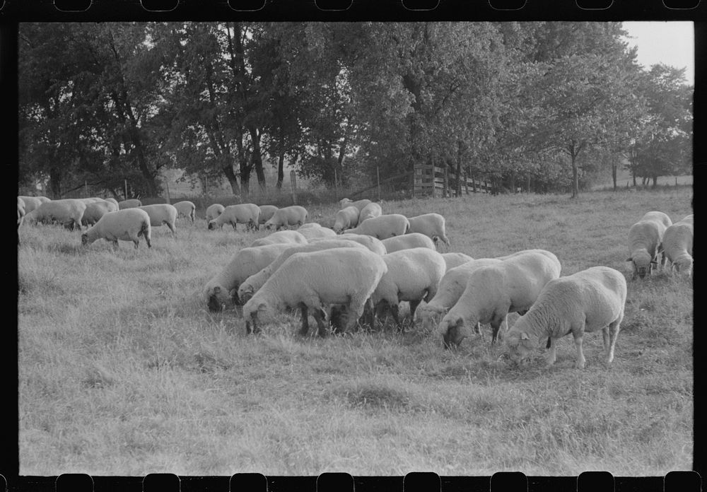 [Untitled photo, possibly related to: Sheep grazing on farm of Russell Spears near Lexington, Kentucky] by Marion Post…