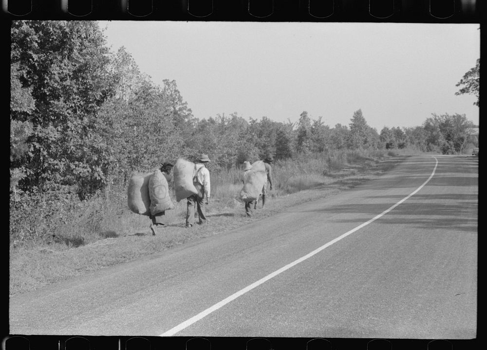 Caswell County, North Carolina.  tenants taking home grass which was cut along the roadside by the Highway Department.…