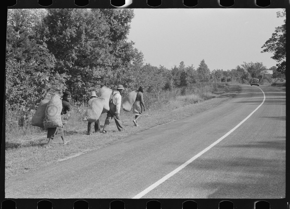 [Untitled photo, possibly related to: Caswell County, North Carolina. Tenants taking home grass which was cut along the…