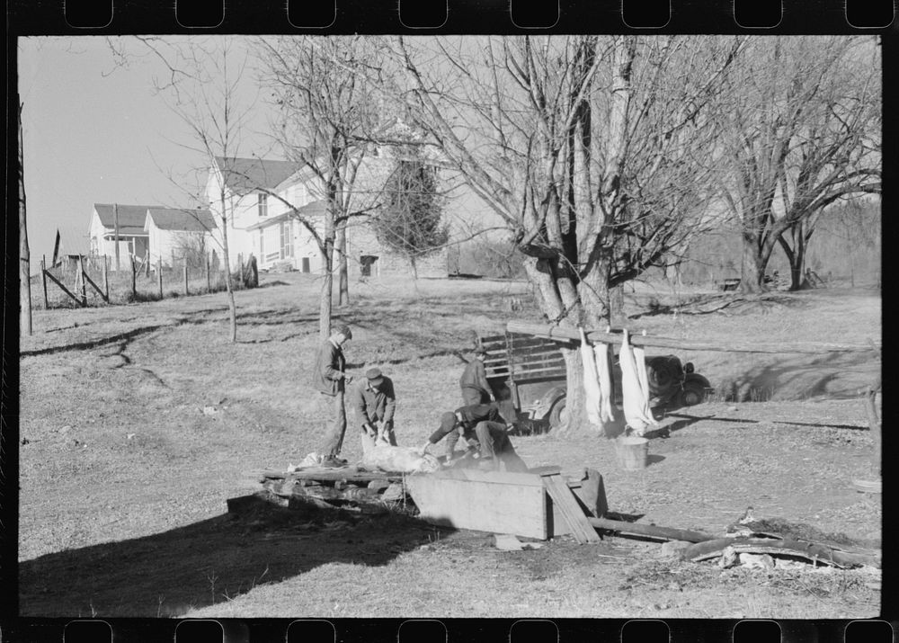 [Untitled photo, possibly related to: Hog killing. Near Luray, Virginia]. Sourced from the Library of Congress.