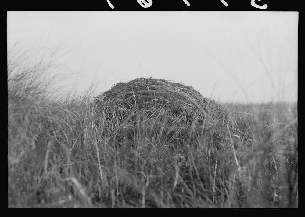 House built by the muskrats. They line it with mud and partition it off so that each animal has a separate room. In the…