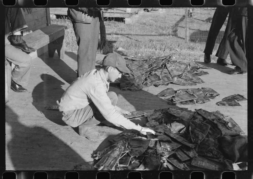 [Untitled photo, possibly related to: Grading muskrats while fur buyers and Spanish trappers look on, during auction sale on…