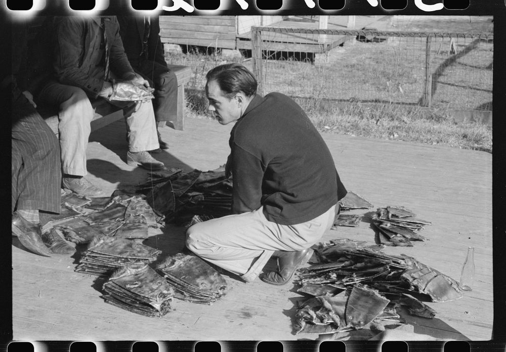 [Untitled photo, possibly related to: Grading muskrats while fur buyers and Spanish trappers look on, during auction sale on…