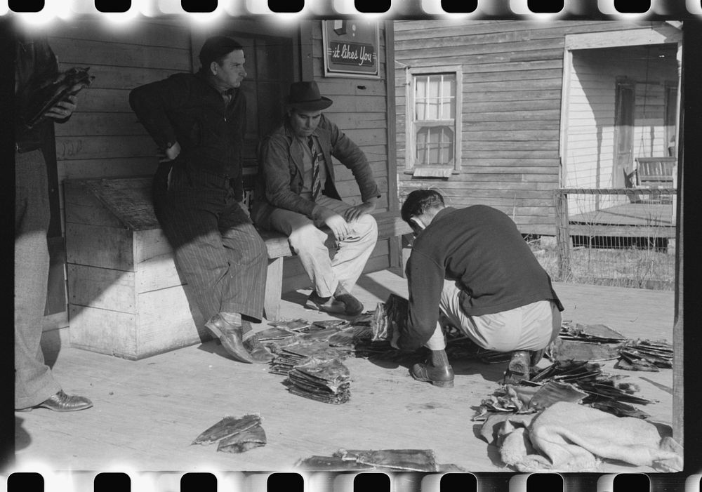 Grading muskrats while fur buyers and Spanish trappers look on, during auction sale on porch of community store in St.…