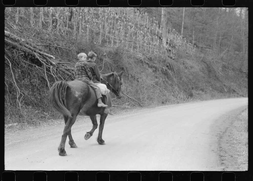 [Untitled photo, possibly related to: FSA (Farm Security Administration) borrower's children returning home on muleback with…