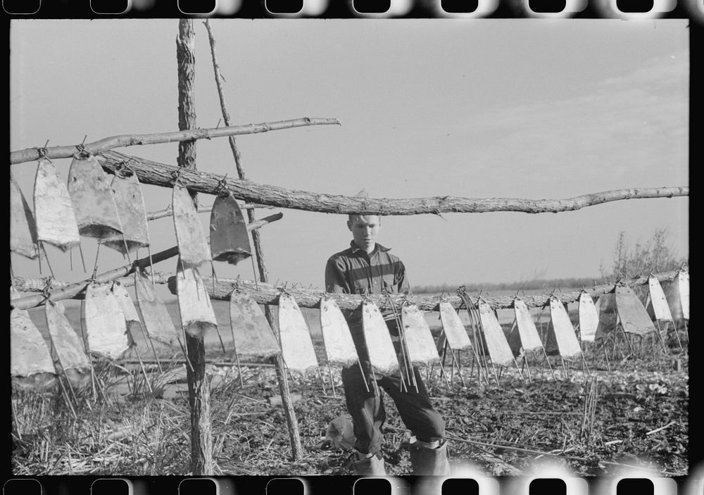 Trapper's son hanging stretched muskrat skins up to dry in front of his camp in the marshes. Near Delacroix Island…