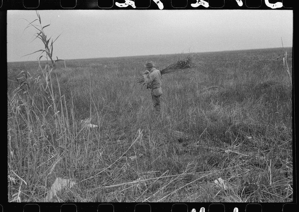 Spanish trapper with reeds he places near the trap in the muskrat's run. In the marshes near Delacroix Island, Louisiana.…