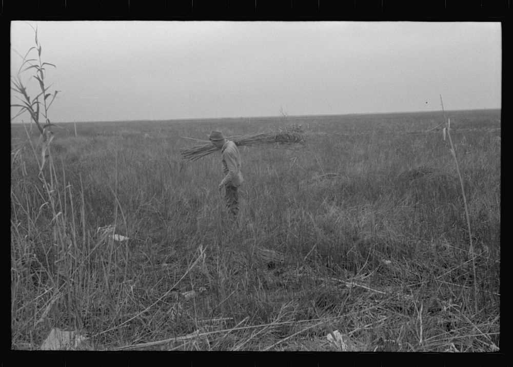 [Untitled photo, possibly related to: Spanish trapper with reeds he places near the trap in the muskrat's run. In the…