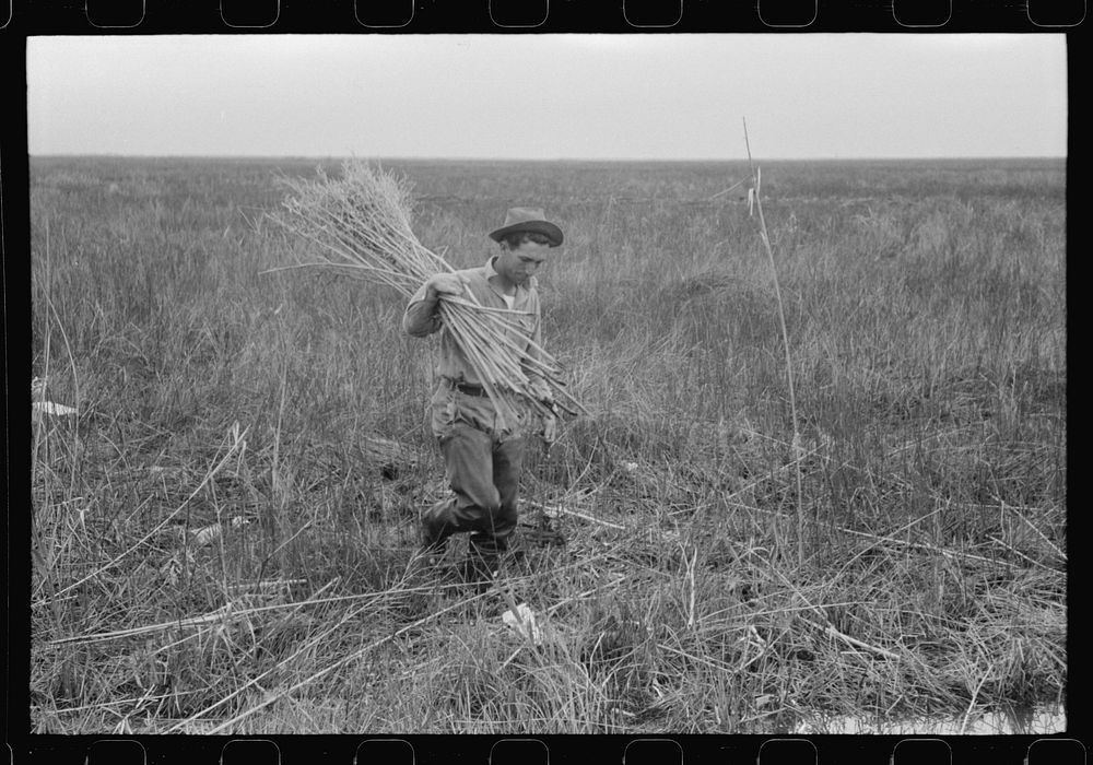 Spanish muskrat trapper with reeds he places near the trap in the muskrat's run, in the marshes near Delacroix Island…