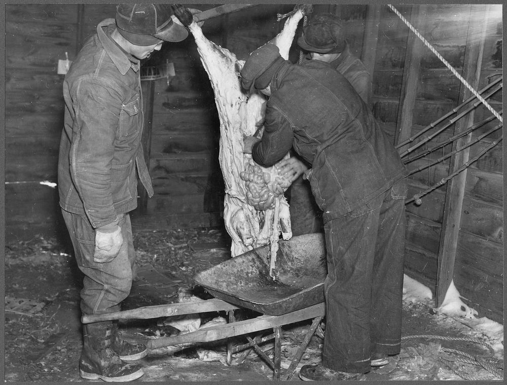 After skinning the freshly killed hog, the entrails are put in a wheelbarrow to be carted away. Iowa, Harry Madsen Farm by…