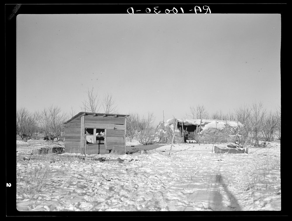 Chicken house and cattle barn, made of straw and wire, on William Helmke farm near Dickens, Iowa. The ninety acres and the…