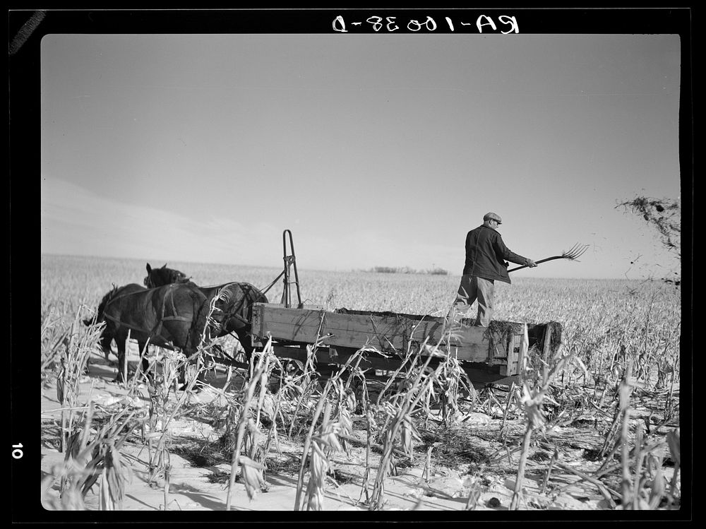 Farmer pitching and spreading manure. Iowa by Russell Lee