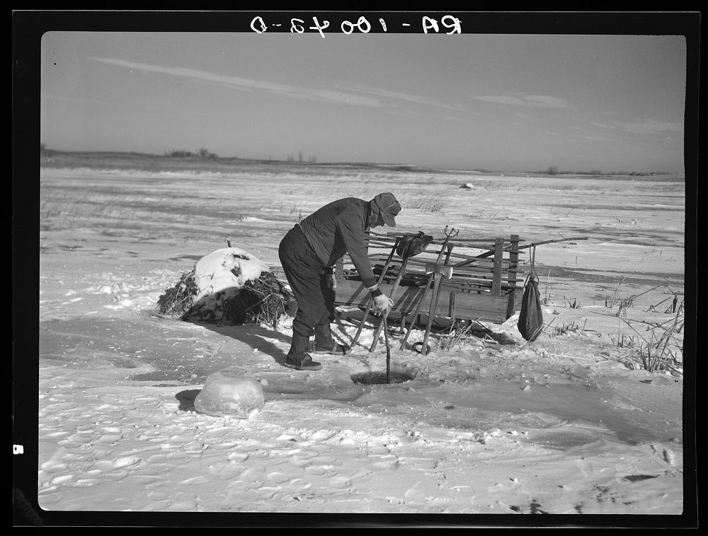 A.W. Batcher placing trap for muskrats through hole in ice of slough. North of Dickens, Iowa. Note trapper's tools on sled…