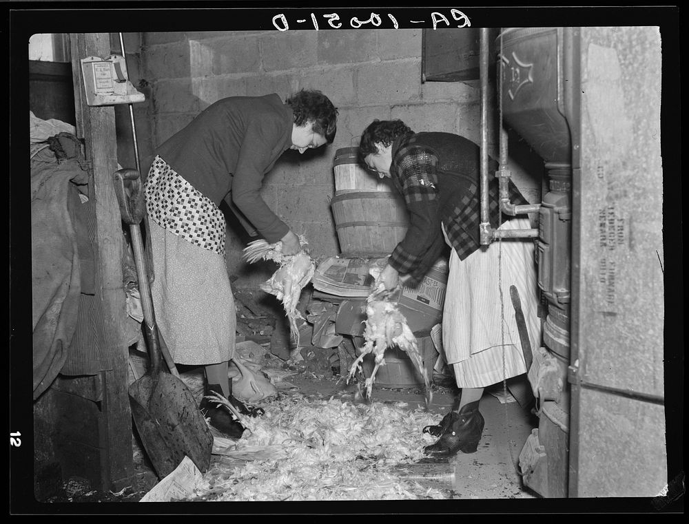 Wife of owner-operator and wife of hired hand clearing chickens in cellar preparatory to canning them. Chickens at this time…