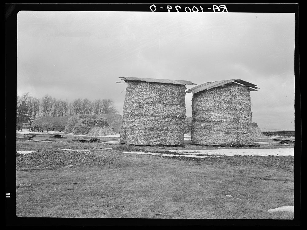Open corn crib method of storing corn, with stacks of fodder in background. Emmet County, Iowa by Russell Lee
