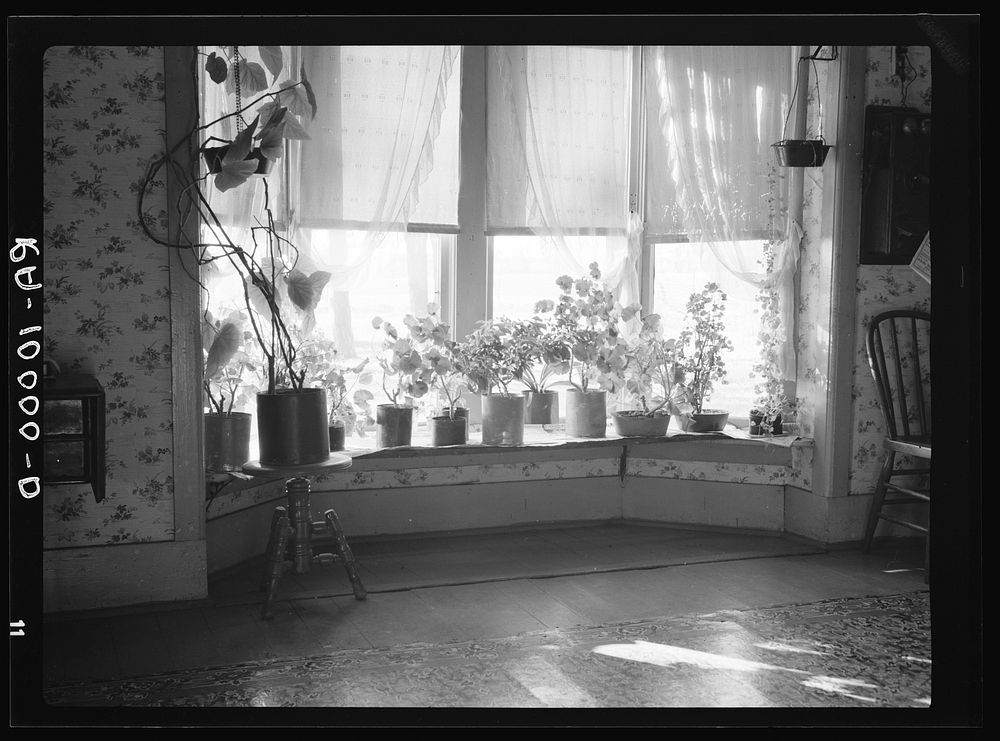 Window of farmhouse living room. Mercer County, Illinois. Hired man lives in house on farm which was formerly residence of…