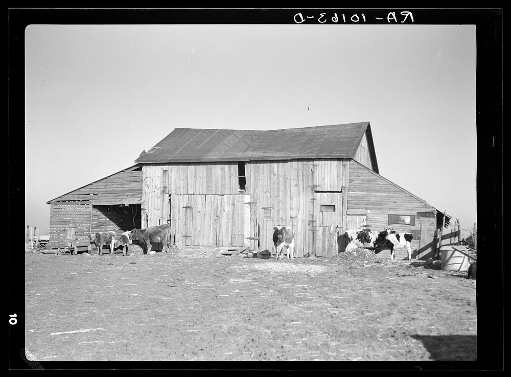 Barns and cows on Frank Armstrong's farm near Marseilles, Illinois. Landlord intends to replace these barns by Russell Lee
