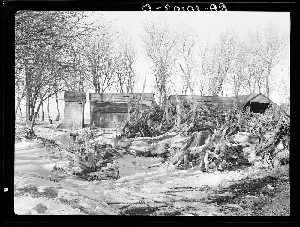 Winter fuel supply on Edgar Allen farm. They hauled old stumps from highway construction, being too poor to buy fuel. This…