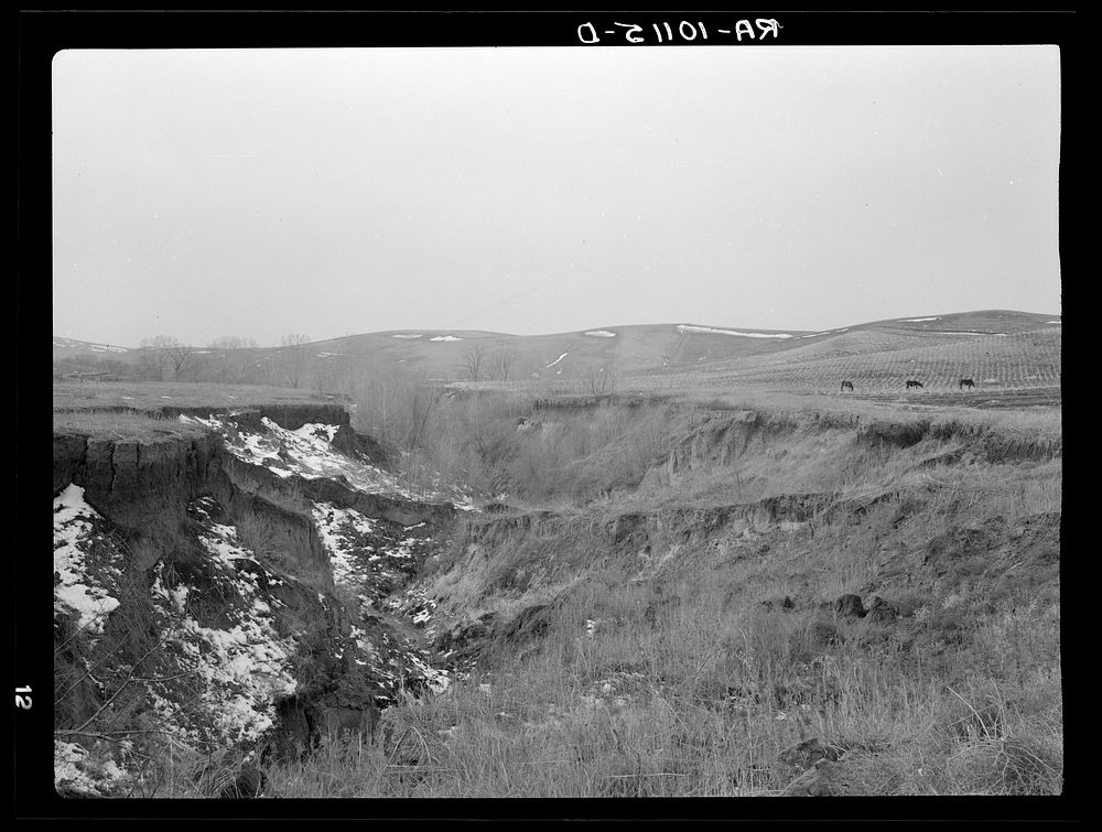 Soil erosion on George Kroeger farm, six miles southwest of Smithland, Iowa. This land is being heavily eroded by Russell Lee