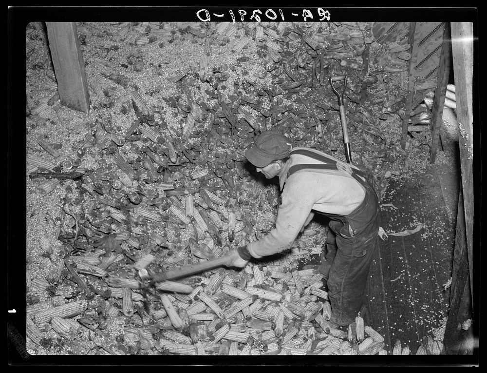 Workman removing flooded corn from crib at hominy mill. Mount Vernon, Indiana. Several thousand bushels were lost in this…