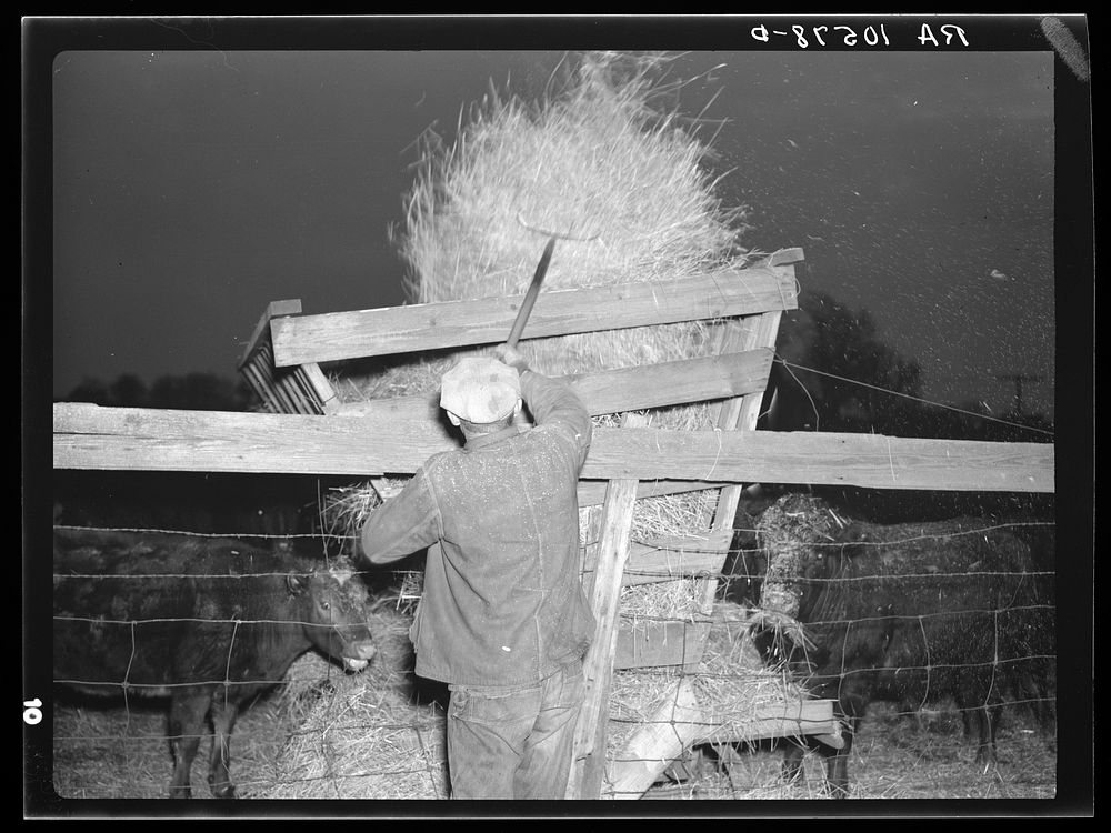 6:45 p.m. Tip Estes, hired man near Fowler, Indiana, pitching hay into feeding racks. Many cattle are fed on this farm by…