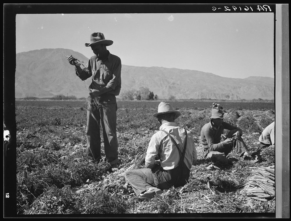 Some of the carrot pullers in the Coachella Valley. There are one hundred people in this field coming from Mexico, Texas…