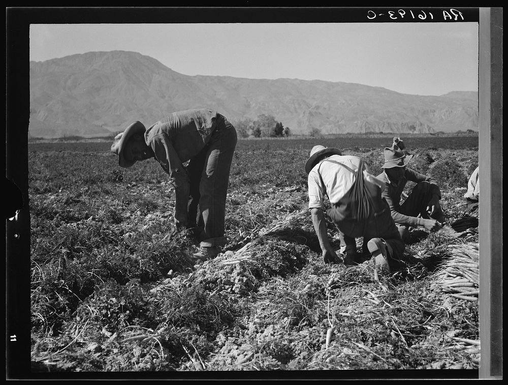 Some of the carrot pickers in the Coachella Valley. There are one hundred people in this field coming from Texas, Oklahoma…