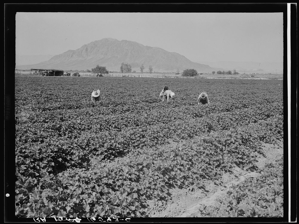 [Untitled photo, possibly related to: Mexicans picking cantaloupes one mile north of the Mexican border. Imperial Valley…