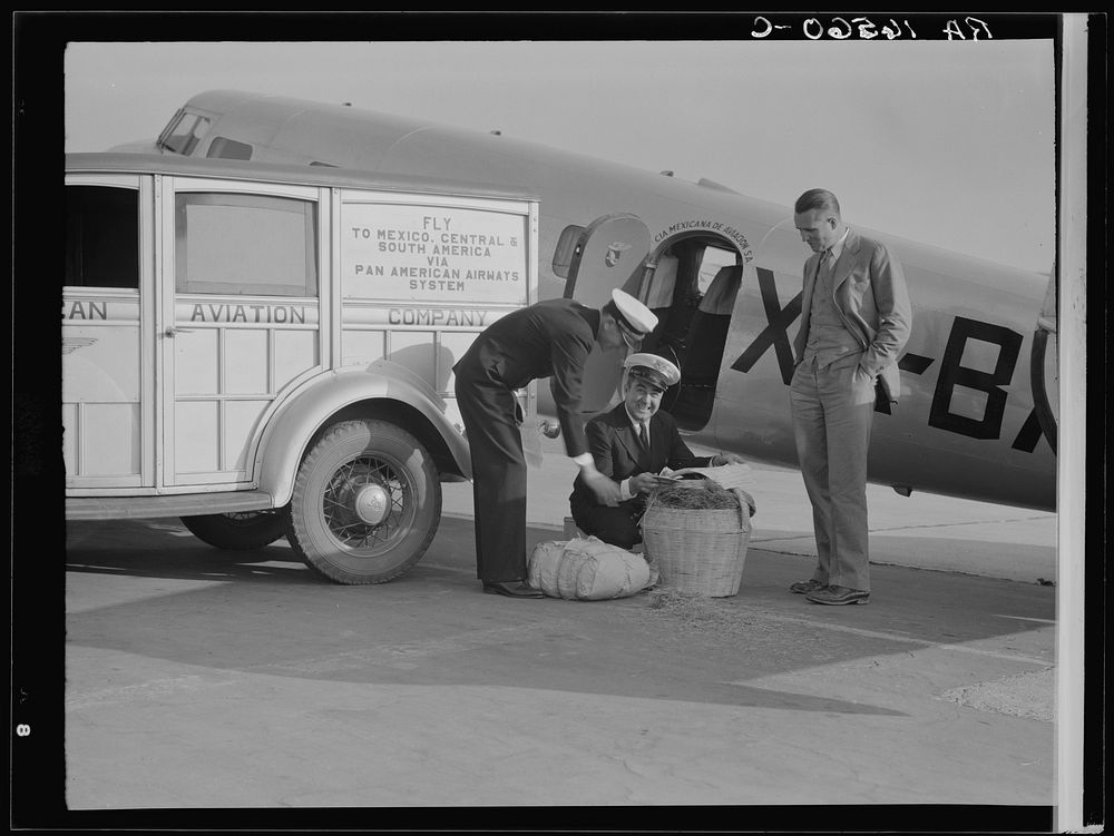 Plant quarantine inspector examining baggage brought into the United States by plane from Mexico. Glendale, California.…