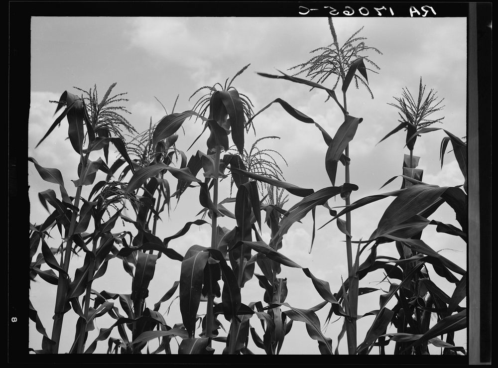 Corn. Washington County, Mississippi. Sourced from the Library of Congress.