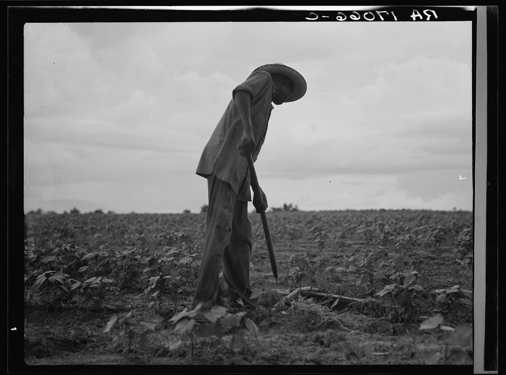 hoeing cotton near Yazoo City, Mississippi. Sourced from the Library of Congress.