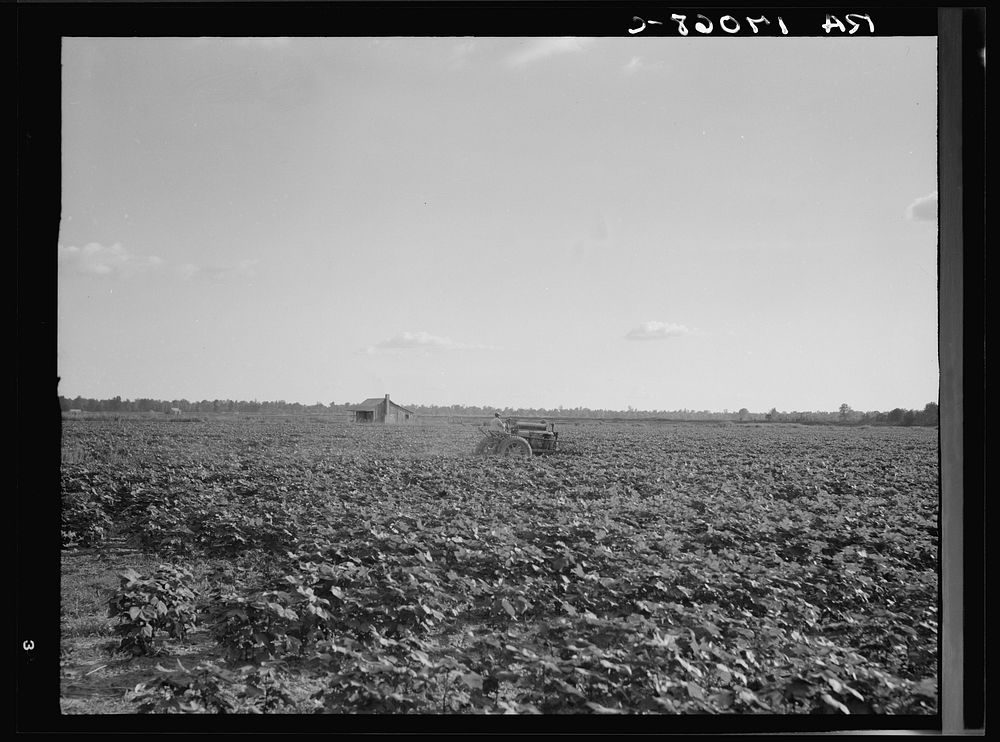 Houses dot the fields, abandoned before the march of the tractor. Aldridge Plantation near Leland, Mississippi. Sourced from…
