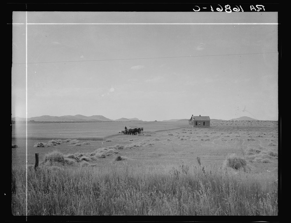 Abandoned tenant house and large-scale wheat field near Kincaid, Texas by Dorothea Lange