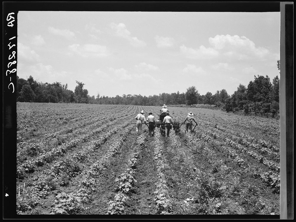 Delta cooperative farm. Hillhouse, Mississippi. Sourced from the Library of Congress.
