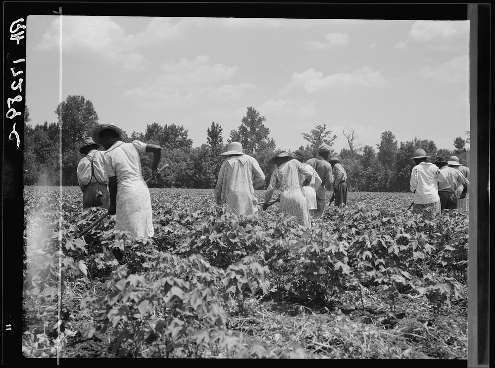 Cotton hoers on the Mississippi Delta. They worked from 6 a.m. to 7 p.m. for one dollar by Dorothea Lange
